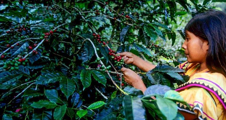 An indigenous woman carefully harvests ripe red coffee cherries from leafy branches.