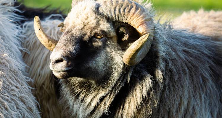 Close-up portret van een ruige ram met gekrulde horens en dikke wol.