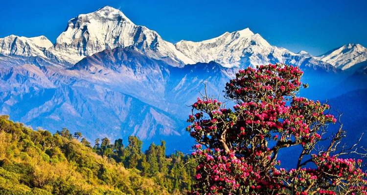 Bright pink rhododendron tree frames snow-capped Himalayan peaks under a vivid blue sky