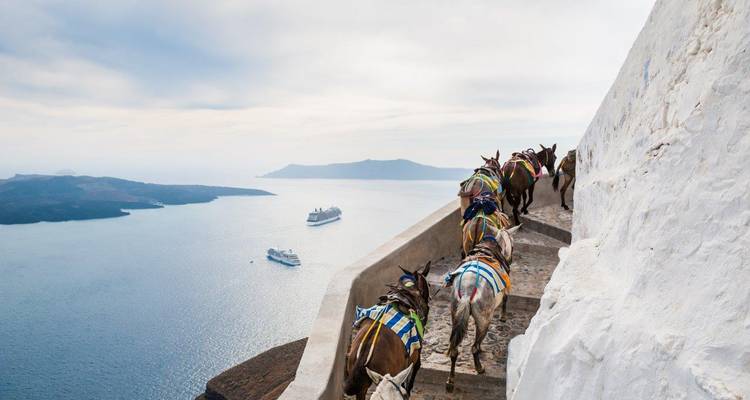 Pack mules wearing colorful saddles climb the zigzag path above Santorini’s port with cruise ships in the bay.