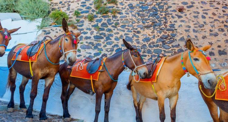 Row of brightly adorned donkeys waiting at a stone wall on Santorini island.