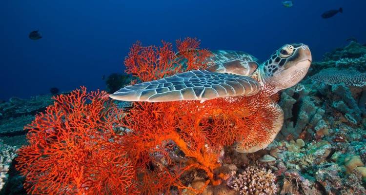 Zeeschildpad zwemmend boven helderrode koraalwaaiers op een levendig rif.