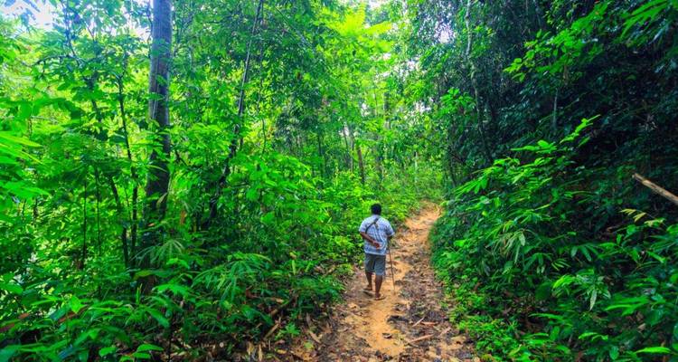 A lone hiker walks along a narrow dirt trail through lush tropical rainforest.