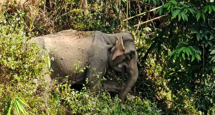 A wild Asian elephant browses thick jungle vegetation.