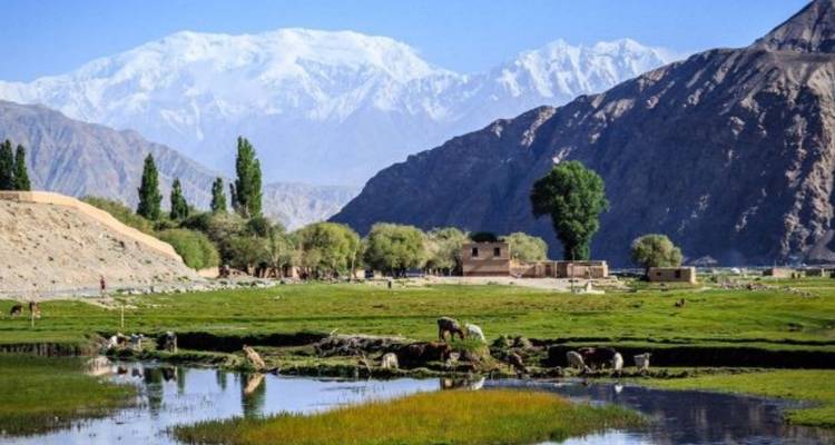 Pâturages verts, animaux au pâturage et peupliers se détachant sur des montagnes escarpées et des sommets enneigés au loin.