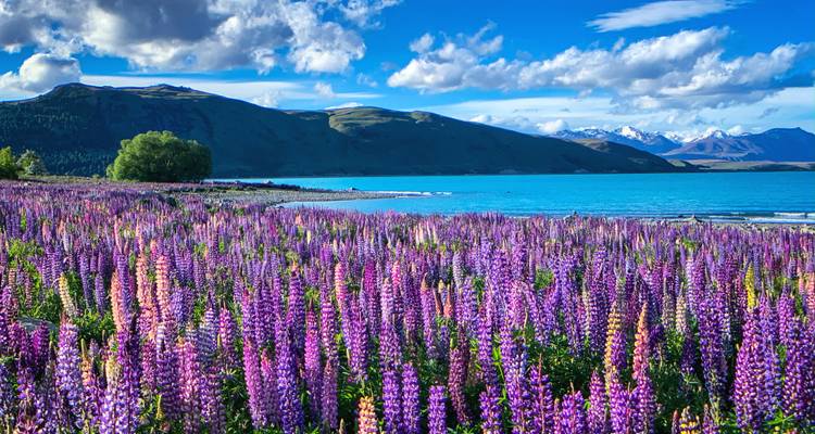Uitgestrekte weide van paarse lupines die grenst aan het turquoise water van Lake Tekapo onder heldere luchten.