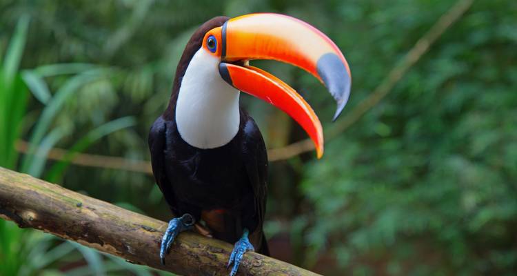 Gros plan d'un toucan vibrant perché sur une branche avec un arrière-plan vert luxuriant.