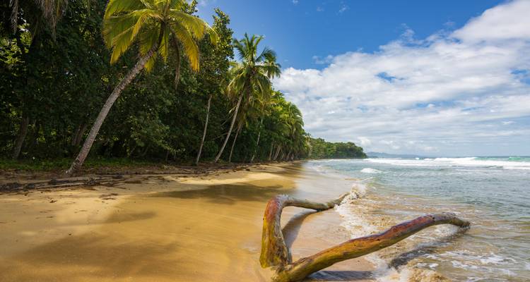 Plage de sable doré isolée bordée par une forêt tropicale luxuriante et des vagues douces.