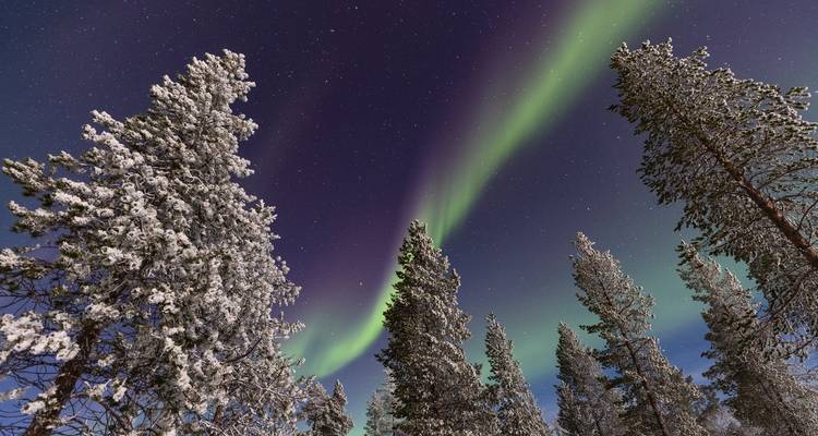 Northern lights ribbon glows above snow-laden pine trees on a clear winter night