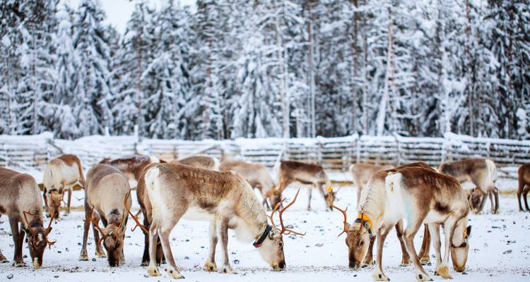 Herd of reindeer graze in snowy paddock surrounded by winter forest
