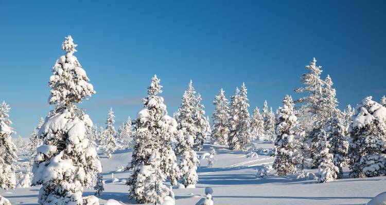 Snow-blanketed trees rise under clear blue sky in pristine winter landscape