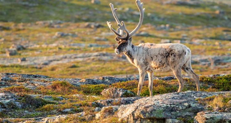 Single reindeer with large antlers stands on rocky tundra bathed in warm light