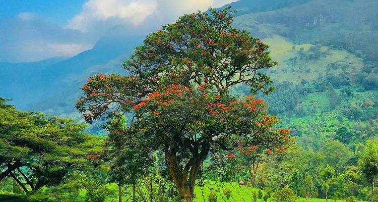 Flowering tree standing amid rolling green hills and misty mountains.