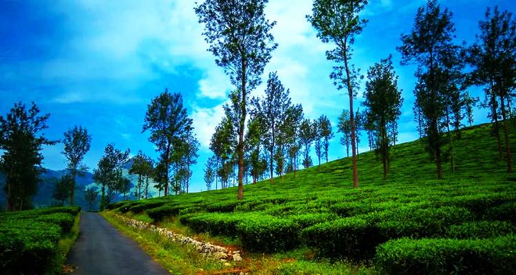 Tea plantations and tall trees under a bright blue sky lining a country road.