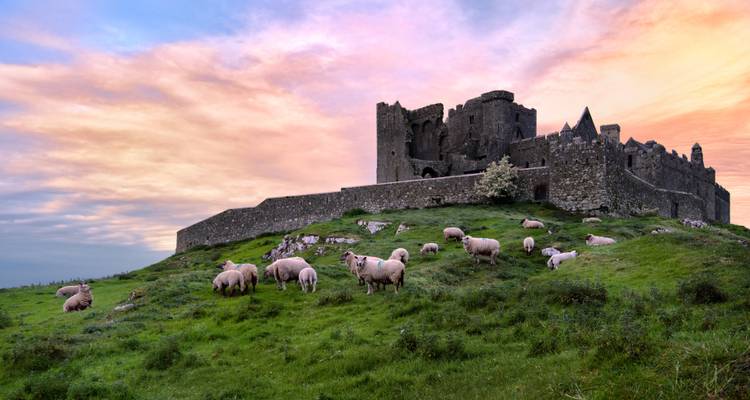 Medieval hilltop castle above green pasture dotted with grazing sheep at colourful dawn.