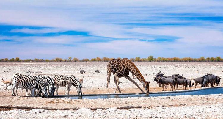 Girafe, zèbres, gnous et antilopes s'abreuvent à un point d'eau du désert sous un ciel bleu éclatant.