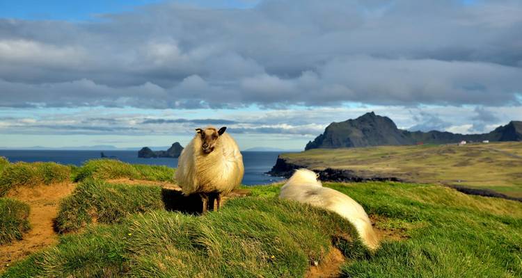 Deux moutons se reposent et broutent sur une falaise herbeuse surplombant un littoral accidenté et la mer lointaine.
