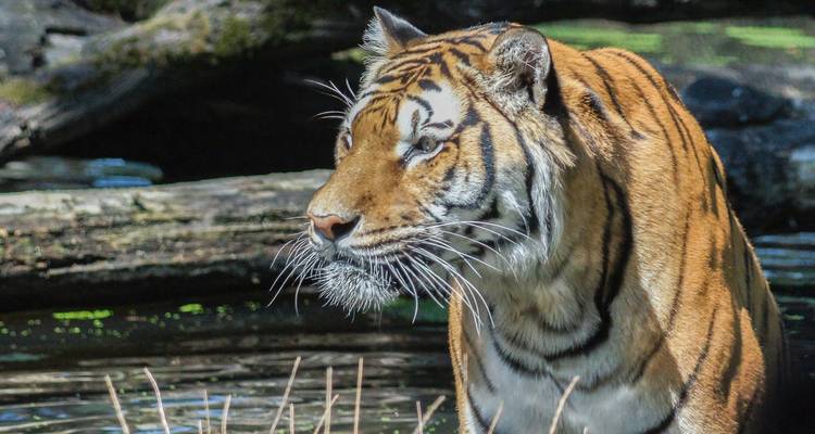 Close-up profile of a Bengal tiger standing in shallow water with dappled forest background.