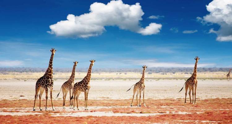 Five giraffes stand tall on an open savanna beneath a deep blue sky with fluffy clouds.