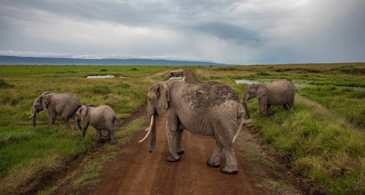 Family of elephants crossing a dirt safari track in green open savanna under cloudy skies.