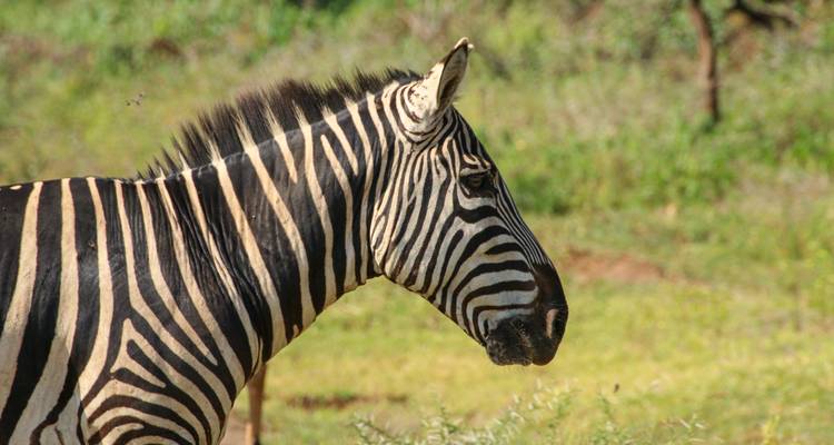 Close-up side profile of a zebra standing on grassy savanna with soft green background.