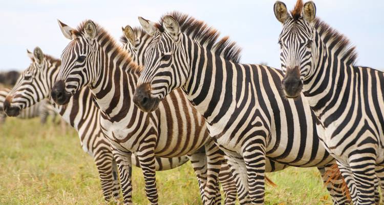 Group of zebras standing alert together on open grassland under bright sky.