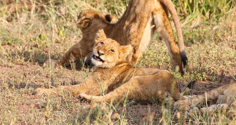 Playful lion cubs interacting on dry grassy ground in the wild.