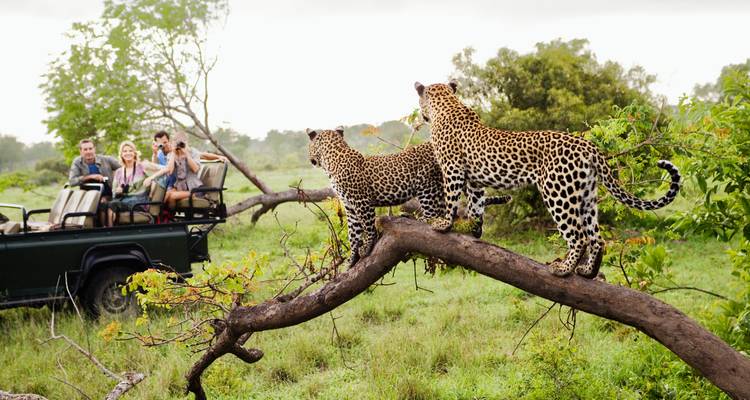 Safari tourists in an open vehicle photograph two leopards perched on a tree branch in lush green savanna.