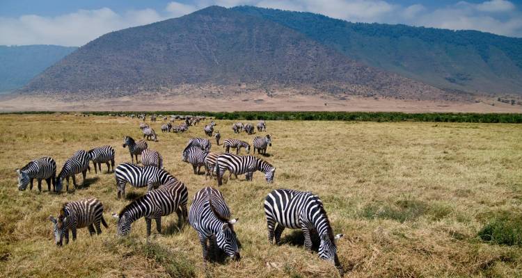 Herd of zebras grazing on grassy plain with Ngorongoro crater rim rising behind.