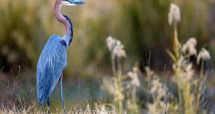 Grand héron goliath dressé en alerte parmi les herbes dans la lumière de fin d'après-midi.