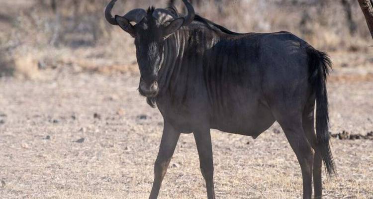 Un gnou solitaire se tient en alerte sur une plaine de savane sèche et poussiéreuse.
