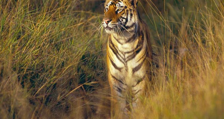Bengal tiger partially concealed in tall grass, intently gazing into the distance.