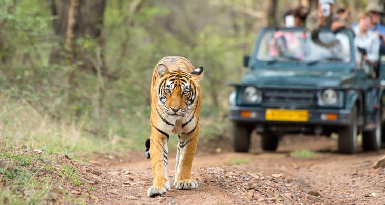 A Bengal tiger strides confidently along a dirt track toward a safari jeep in a lush forest