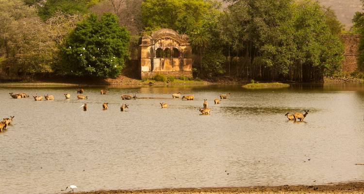 Spotted deer wade through a tranquil forest lake beside an old stone pavilion ruin