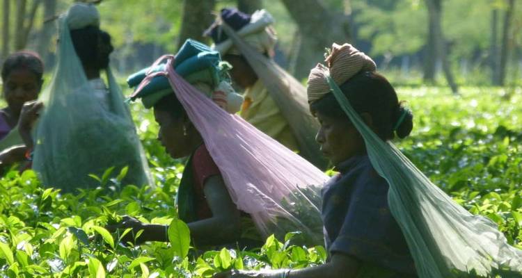 Frauen pflücken Teeblätter in üppig grüner Plantage und tragen bunte Stoffkopfbedeckungen und Säcke