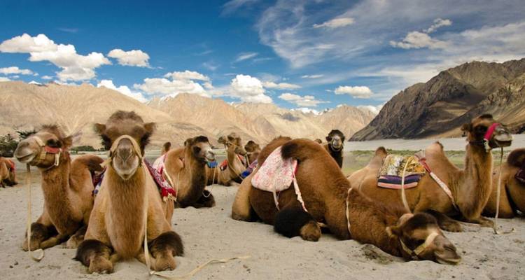 Herd of double-humped Bactrian camels resting on sandy plain framed by arid mountains and blue sky.