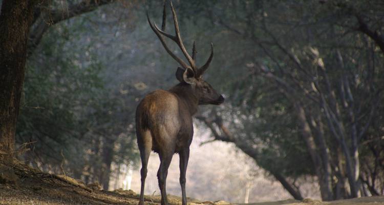 Sambar deer with impressive antlers stands alert on a forest track in soft morning light.