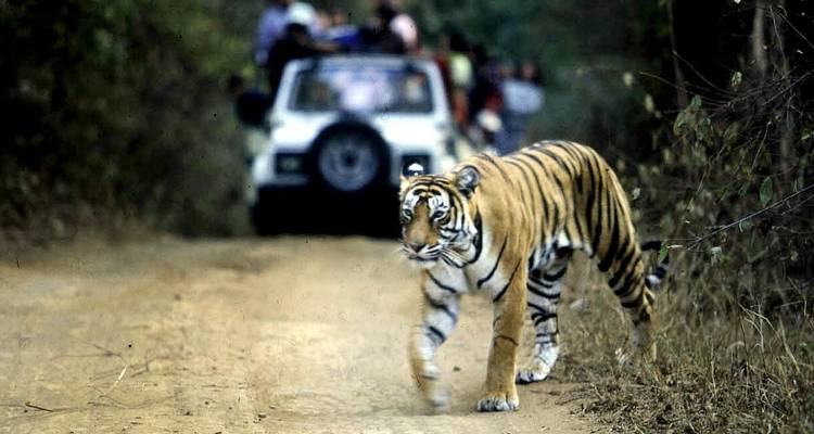 Bengal tiger crosses a dusty safari track while tourists observe from a jeep in the background.
