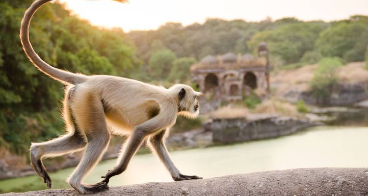 Langur monkey leaping along a stone ledge with ancient ruins and forest in the soft sunset glow.