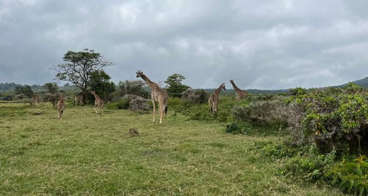 Grupo de jirafas pastando en una llanura verde y abierta bajo un cielo nublado.