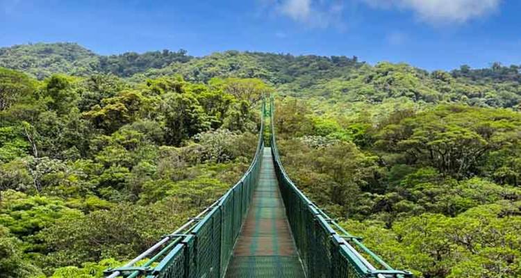 Long green suspension bridge crossing a dense tropical canopy under blue sky.