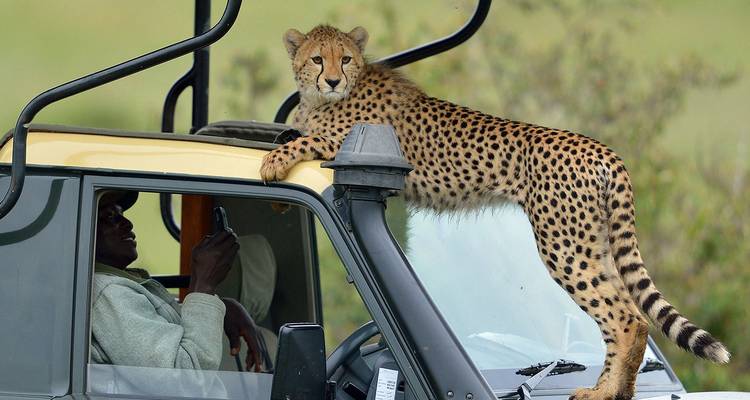 A bold cheetah stands atop a safari jeep’s windshield frame as the stunned driver photographs the moment.