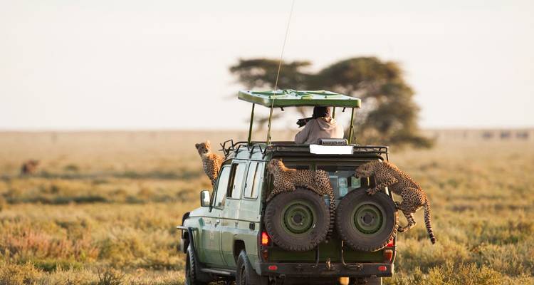 Two curious cheetahs climb onto the spare tyres of a moving safari jeep on the open savanna.