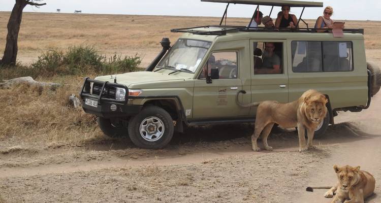 Two lions stand beside a green safari vehicle with tourists observing from the windows on an open, dry grassland.