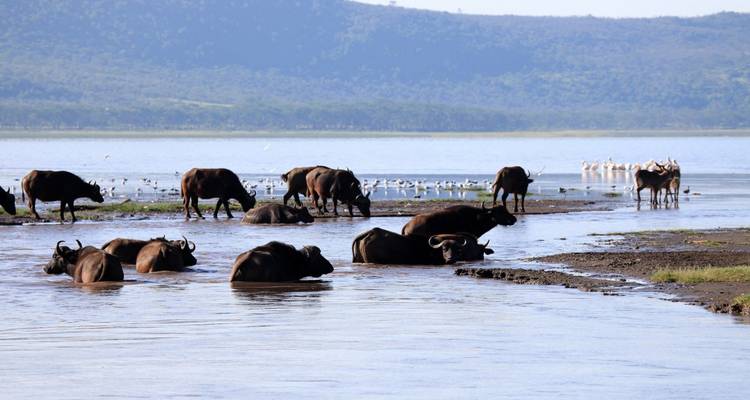 Water buffalo lounge and wade in a wide lake while birds gather on the muddy shore with forested hills in the distance.