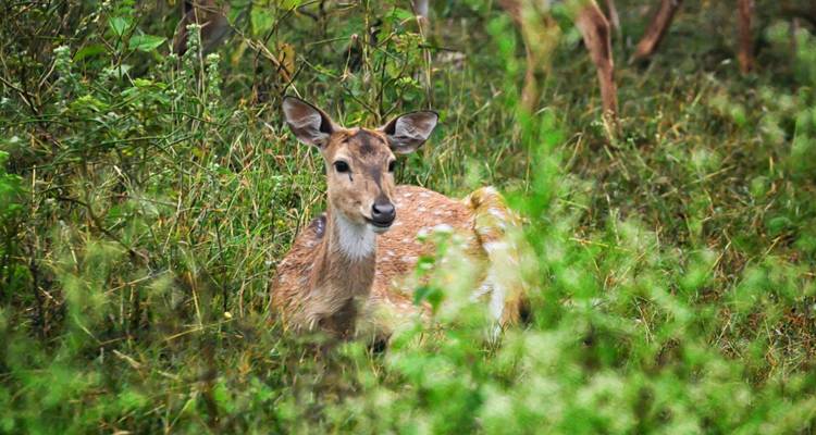 Cerf tacheté se reposant au milieu de hautes herbes et d'une végétation dense.
