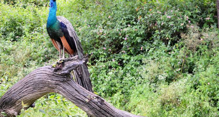 Paon coloré perché sur un tronc d'arbre patiné dans une végétation dense.