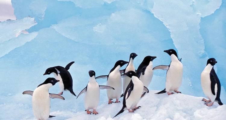 Group of penguins socializing on snowy ice with blue glacier walls behind.