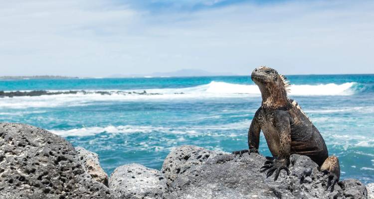 A marine iguana basking on volcanic rocks beside turquoise waves in the Galapagos Islands.