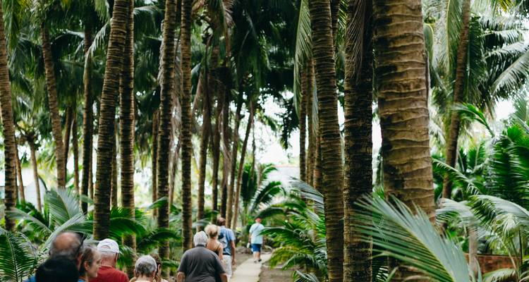 Groupe de visite marchant le long d'un sentier ombragé bordé de grands cocotiers.